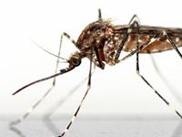 Fotografía de mosquito o zancudo sobre fondo blanco.