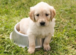 Fotografía de cachorro