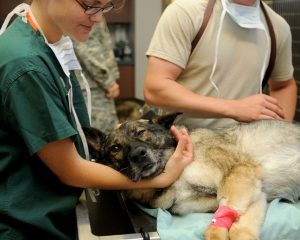 Fotografía de un perro en la veterinaria