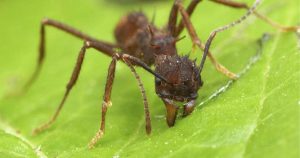 Fotografía de hormiga zompopa cortando una hoja