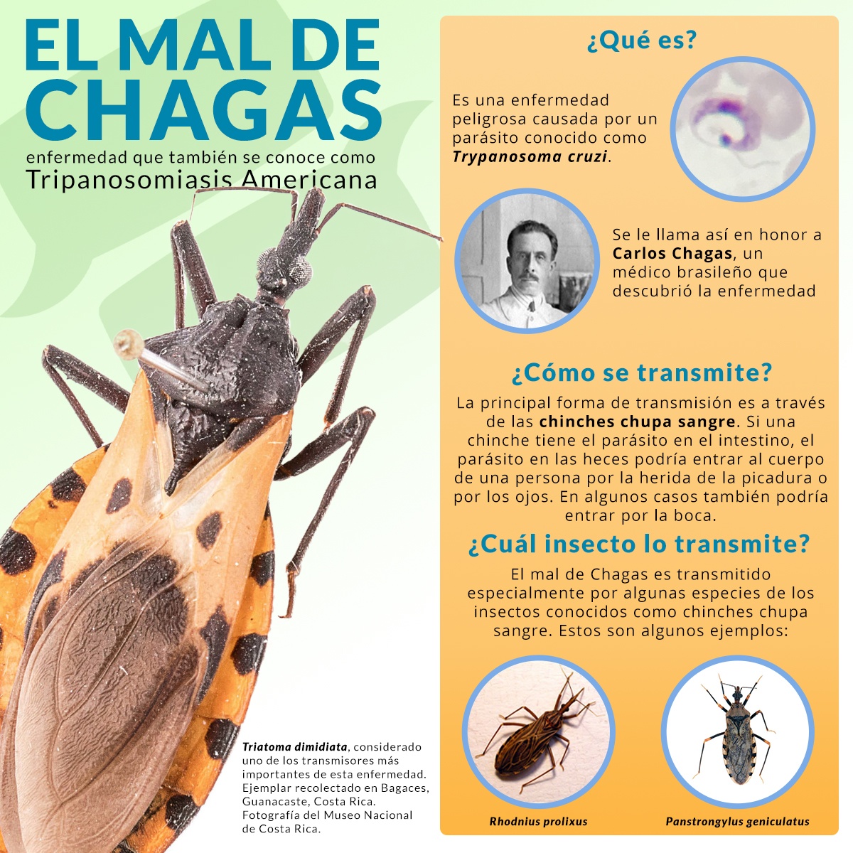 Infografía El Mal de Chagas: el texto corresponde a un resumen del texto en la página Web
