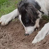 Fotografía de perro comiendo tierra