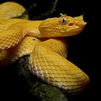 Fotografía de serpiente oropel
