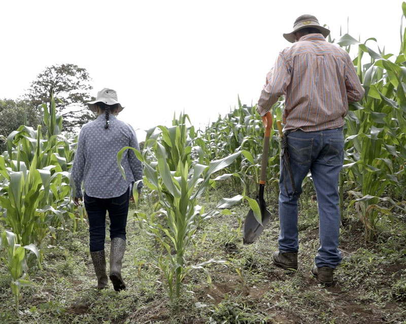 Dos persona caminando en una milpa